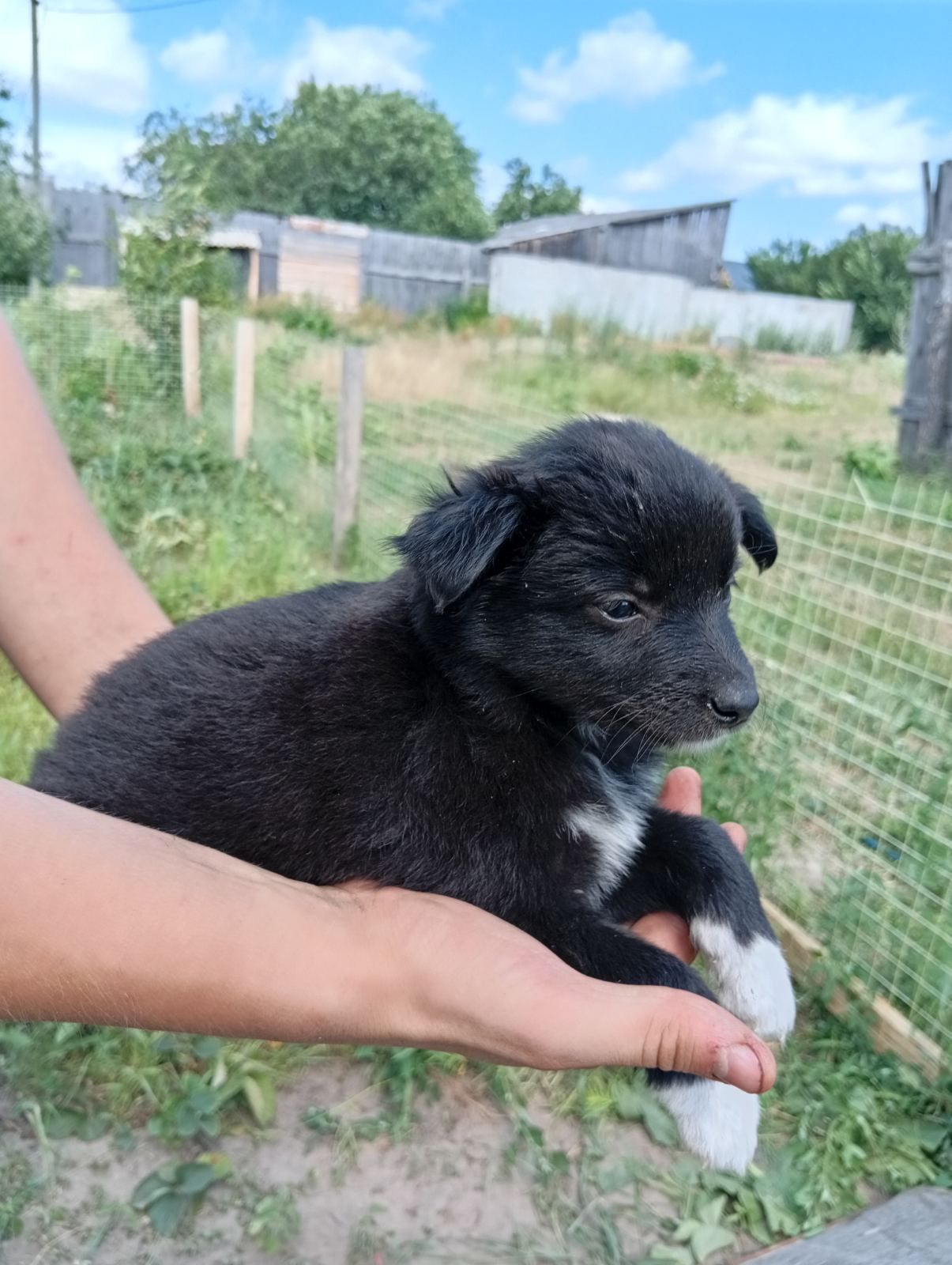 🐾 Троє цуценят шукають дім