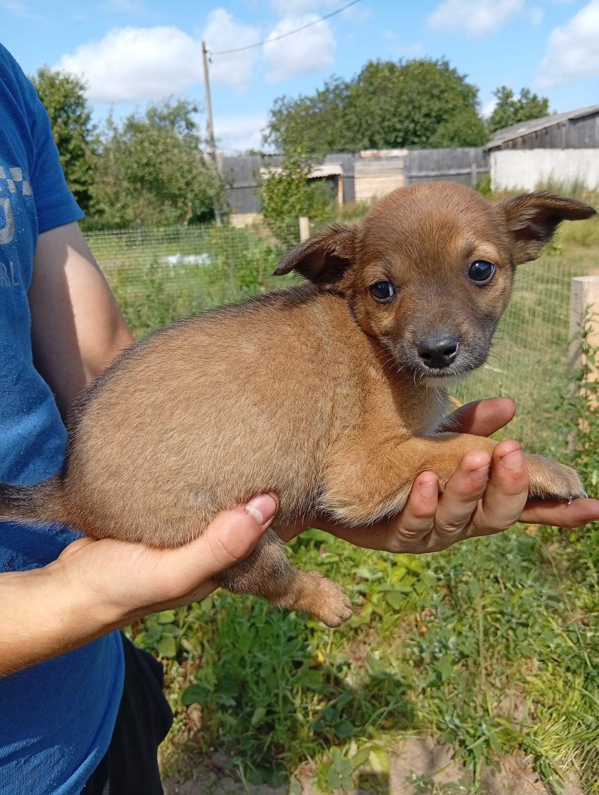 🐾 Троє цуценят шукають дім