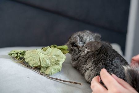 Дівчинка ангорка шукає новий дім