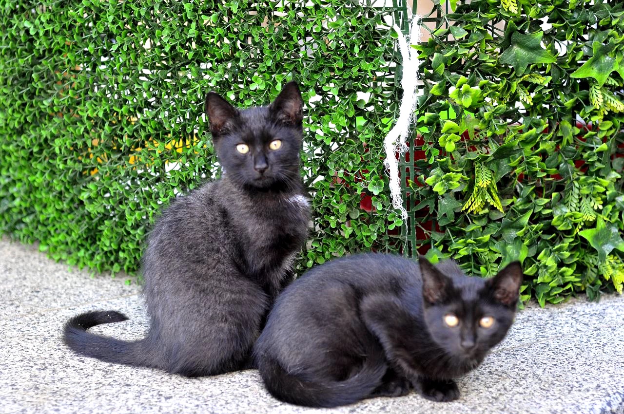 Кошеня Віктор, 3 міс
