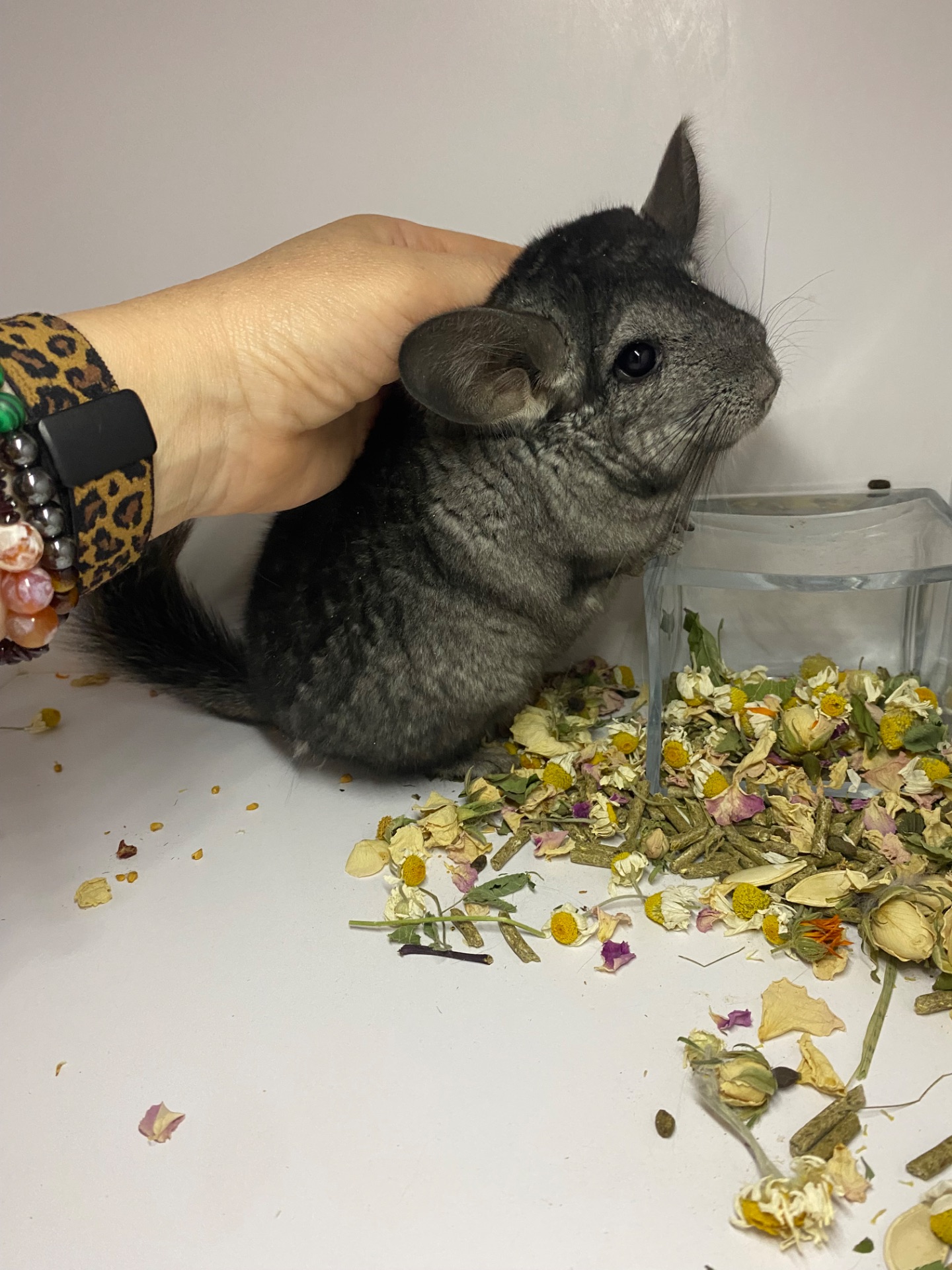 Шиншилла черный бархат мальчик