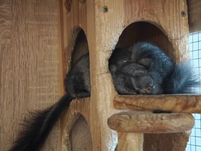 Дівчинка ангорка шукає новий дім