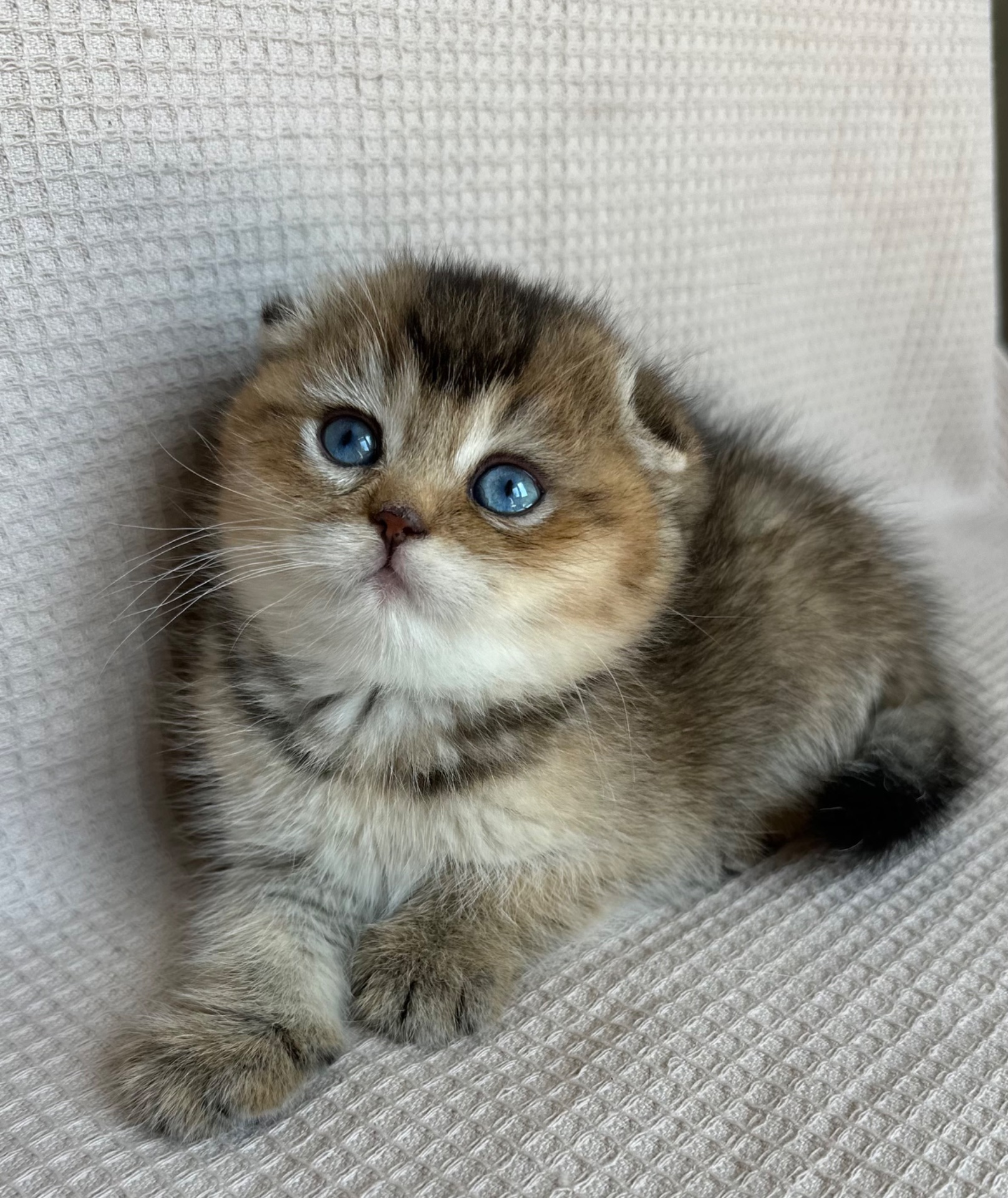 Елітне голубооке шотландське кошеня Дівчинка Scottish Fold