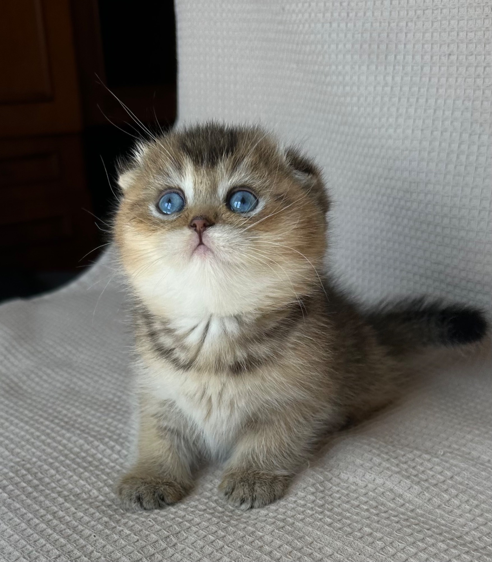 Елітне голубооке шотландське кошеня Дівчинка Scottish Fold