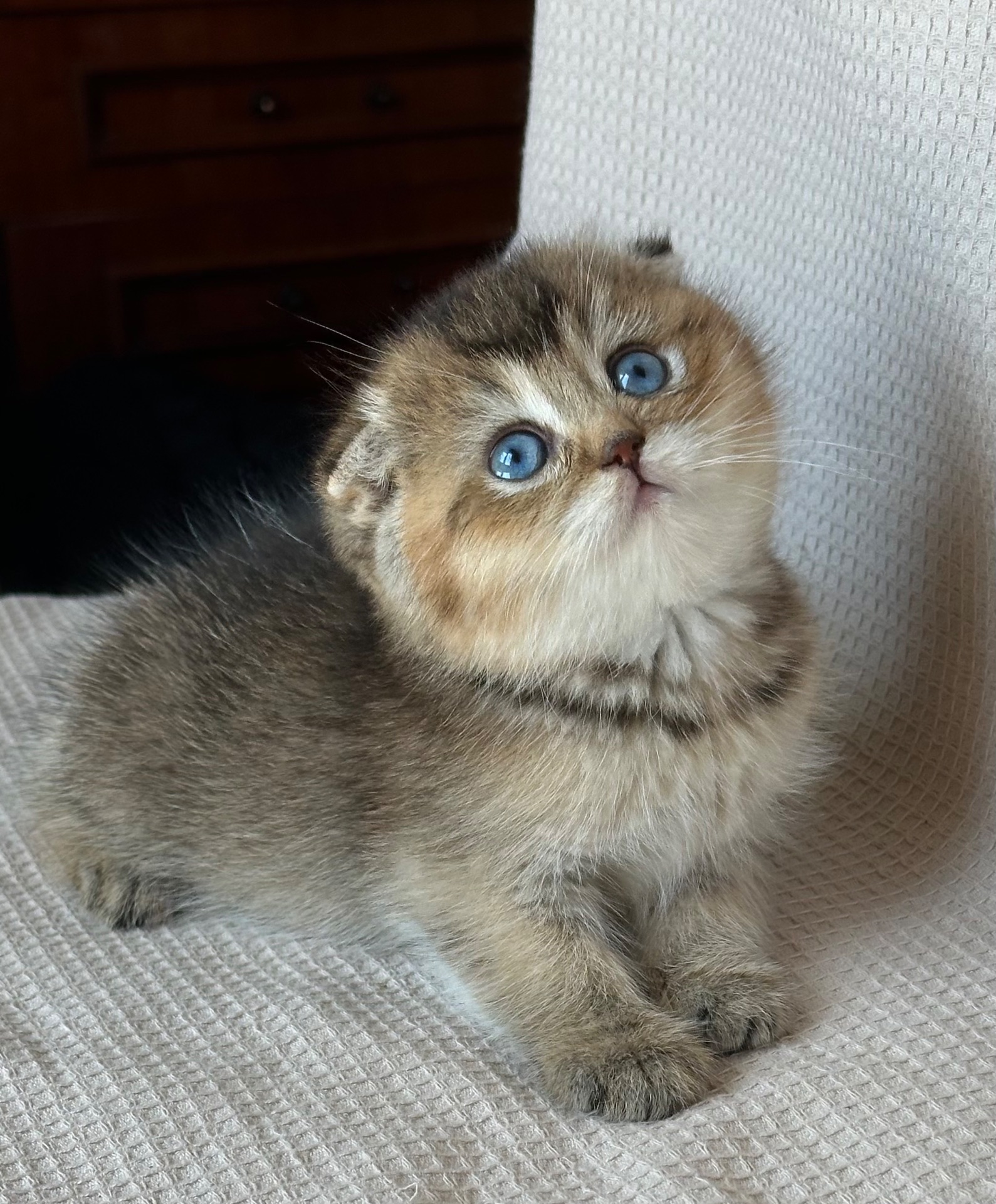 Елітне голубооке шотландське кошеня Дівчинка Scottish Fold