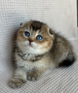 Елітне голубооке шотландське кошеня Дівчинка Scottish Fold