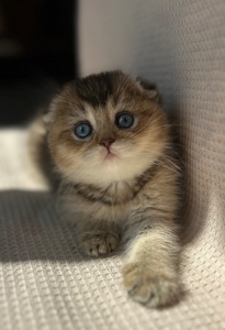 Елітне голубооке шотландське кошеня Дівчинка Scottish Fold