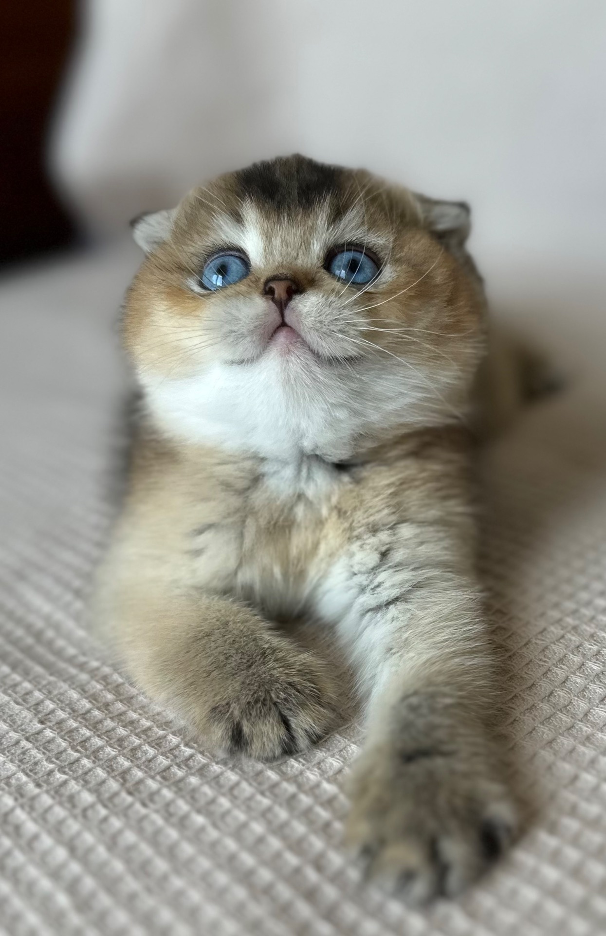 Редкий голубоглазый котенок Девочка скотишь фолд Scottish Fold