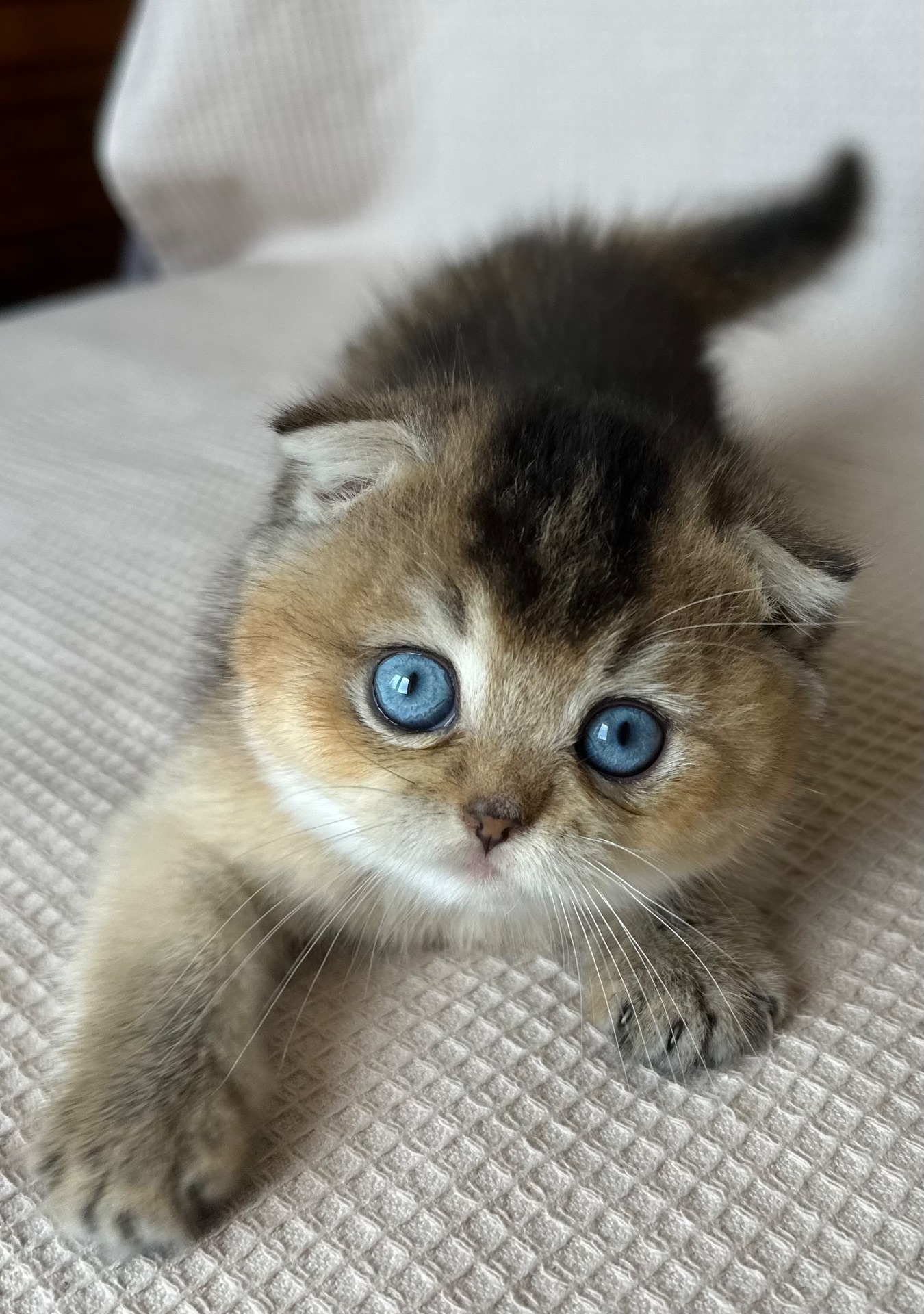 Редкий голубоглазый котенок Девочка скотишь фолд Scottish Fold
