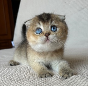 Редкий голубоглазый котенок Девочка скотишь фолд Scottish Fold