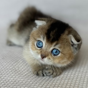 Редкий голубоглазый котенок Девочка скотишь фолд Scottish Fold