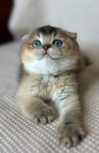 Редкий голубоглазый котенок Девочка скотишь фолд Scottish Fold