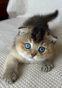Редкий голубоглазый котенок Девочка скотишь фолд Scottish Fold