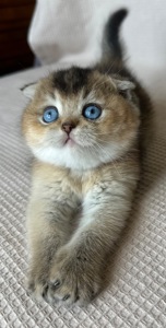 Редкий голубоглазый котенок Девочка скотишь фолд Scottish Fold