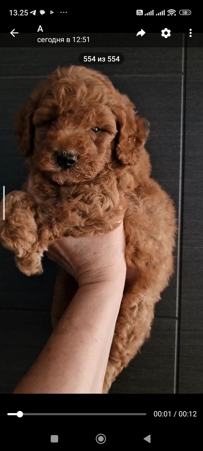 Той пудель мальчик
