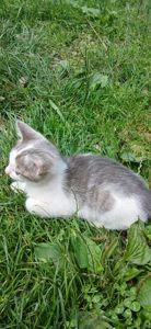 🐱 Віддам у добрі кошення
