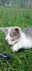 🐱 Віддам у добрі кошення