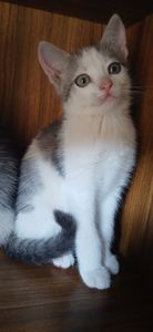 🐱 Віддам у добрі кошення