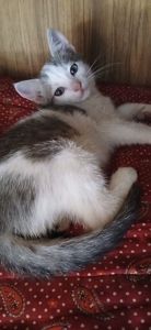 🐱 Віддам у добрі кошення