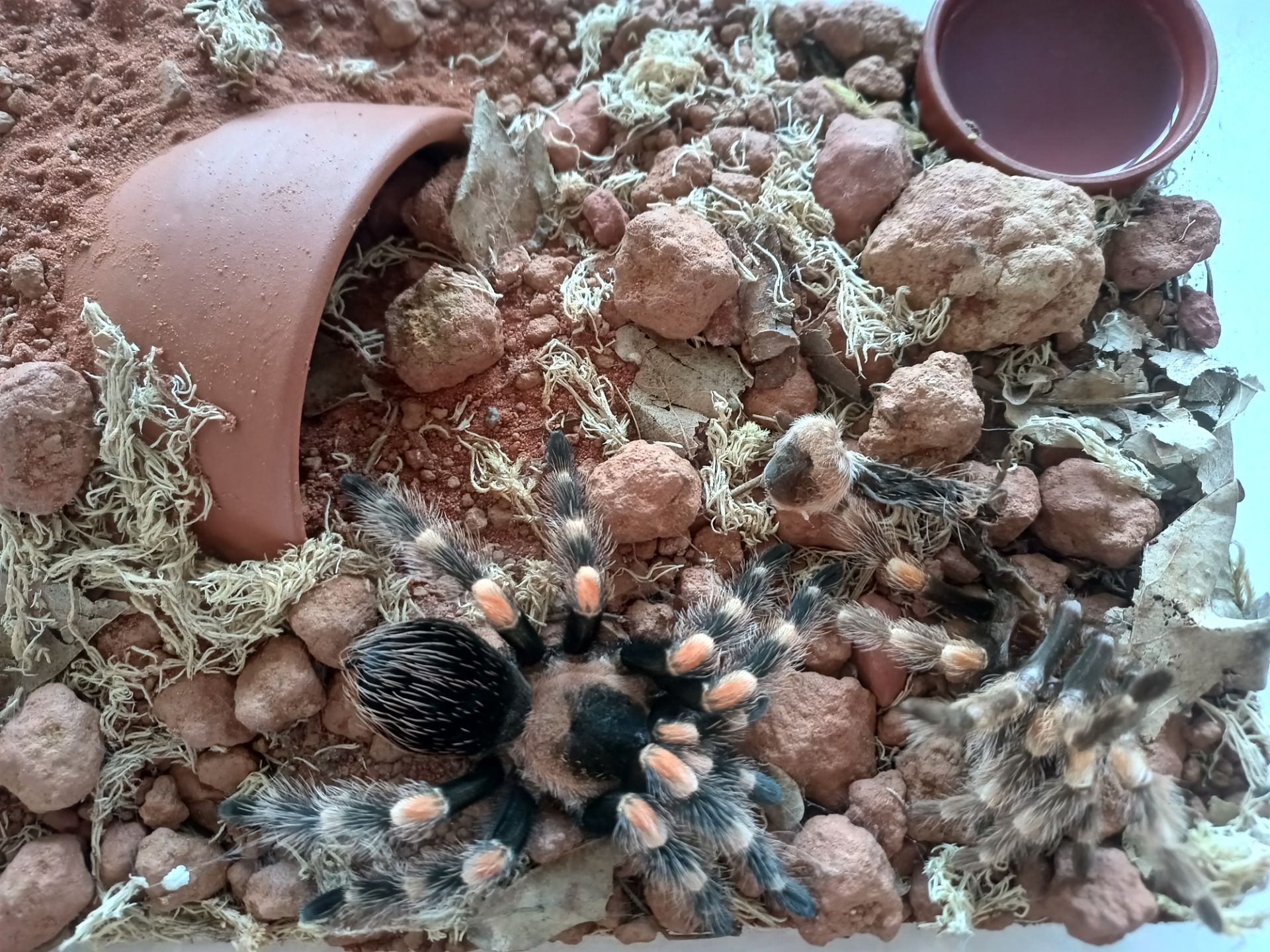 Brachypelma Hamorii