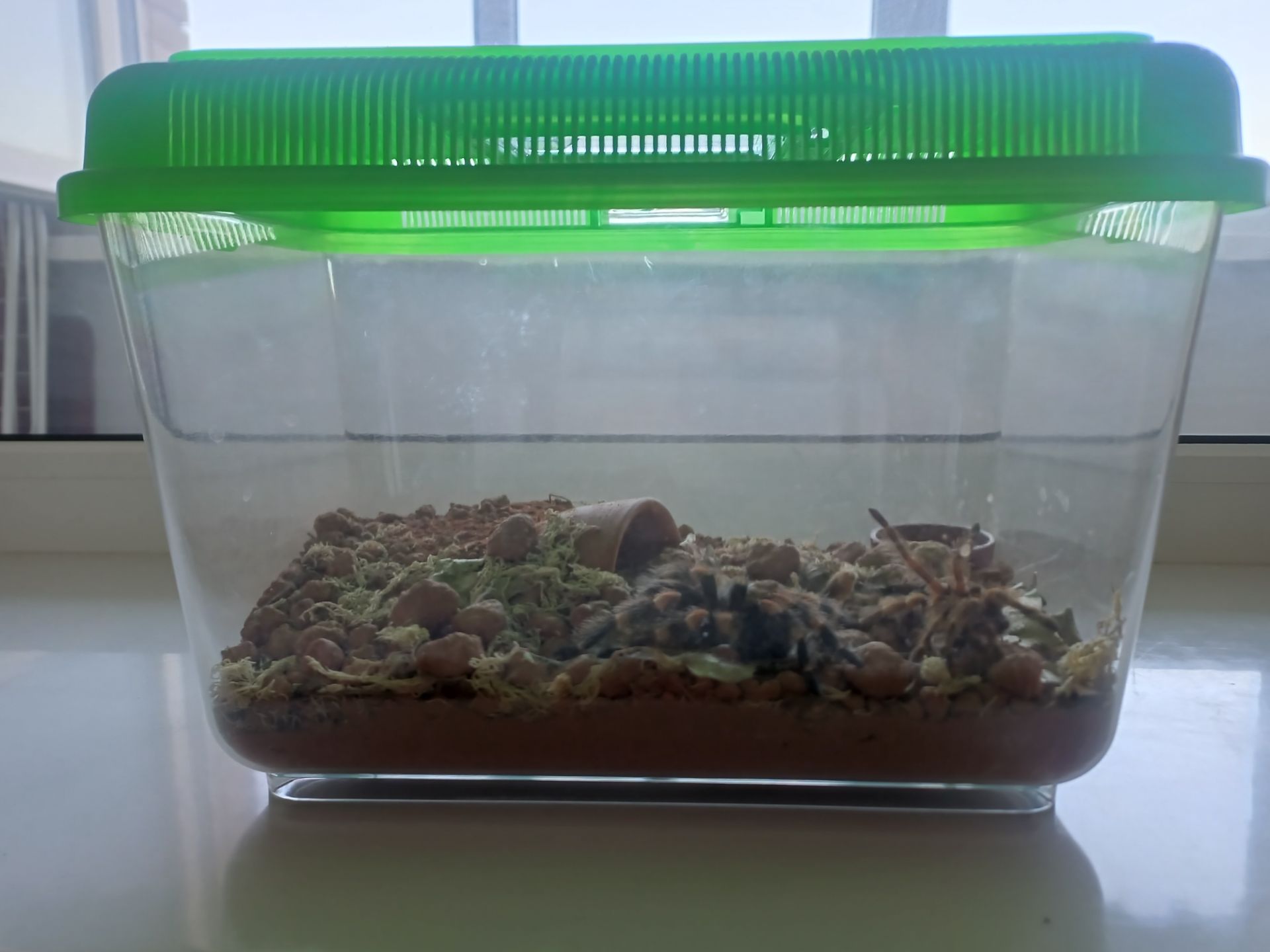 Brachypelma Hamorii