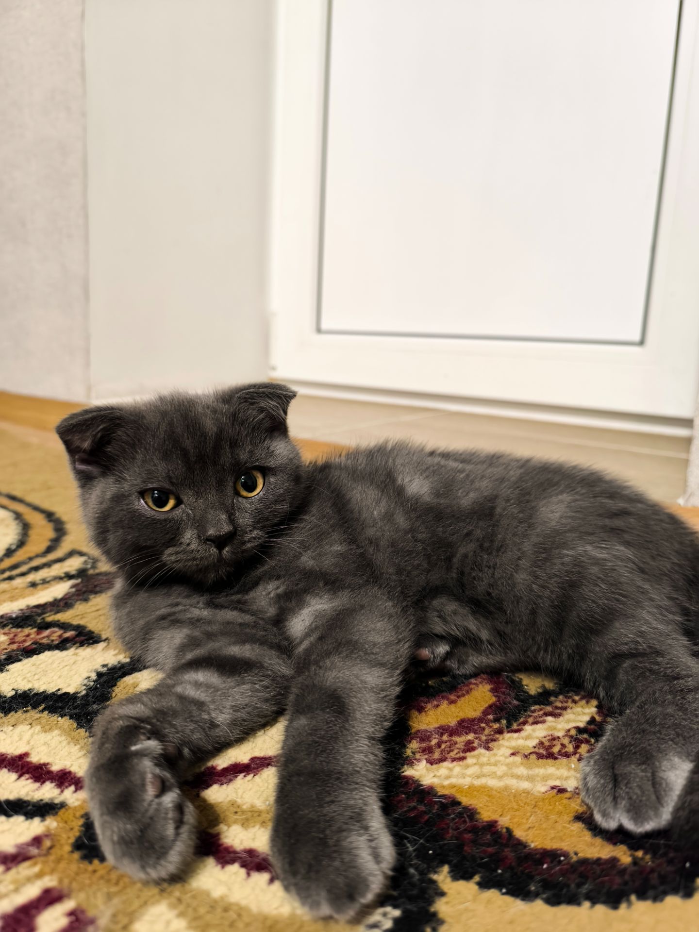 Кошеня шотландець