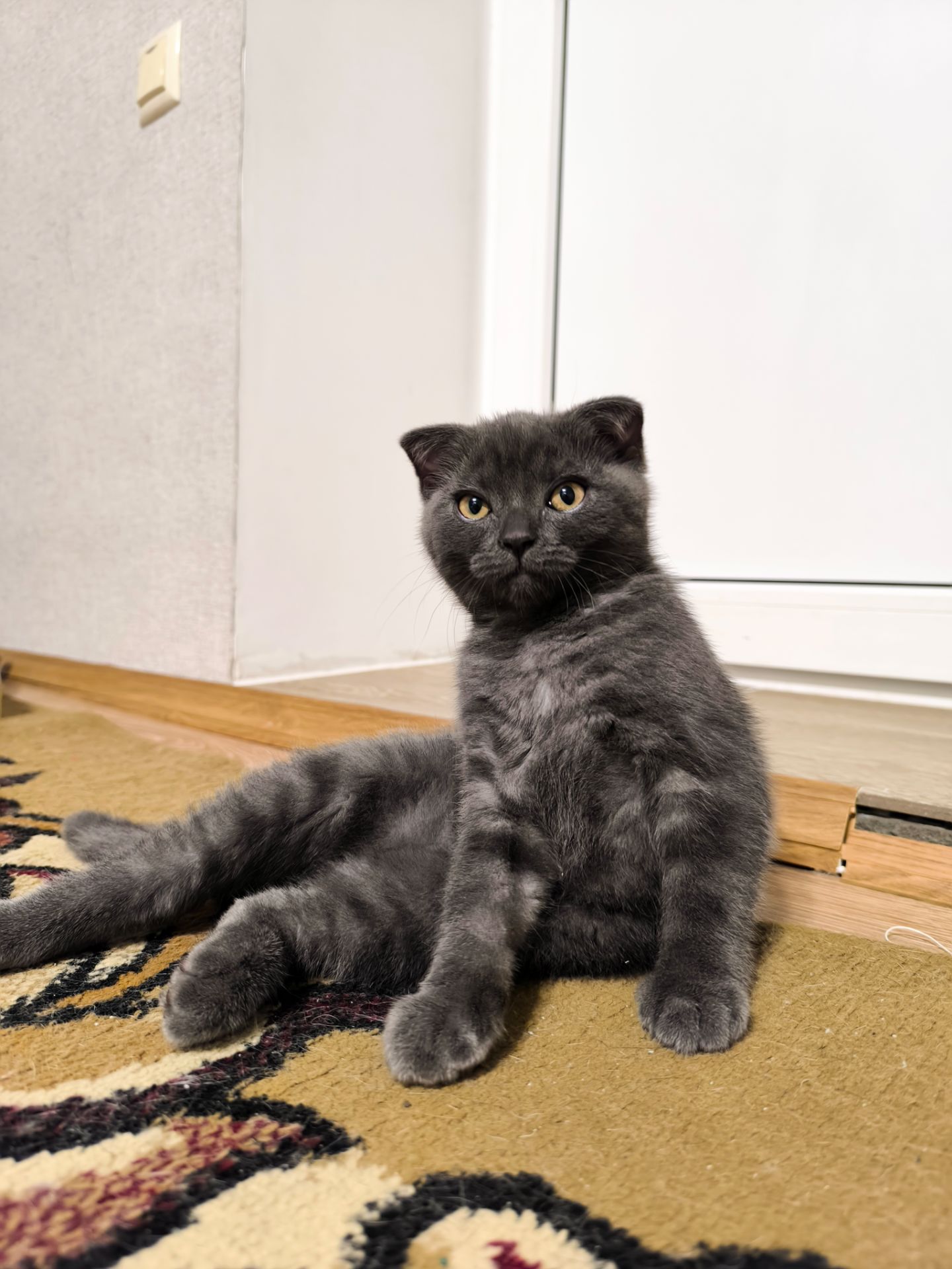 Кошеня шотландець