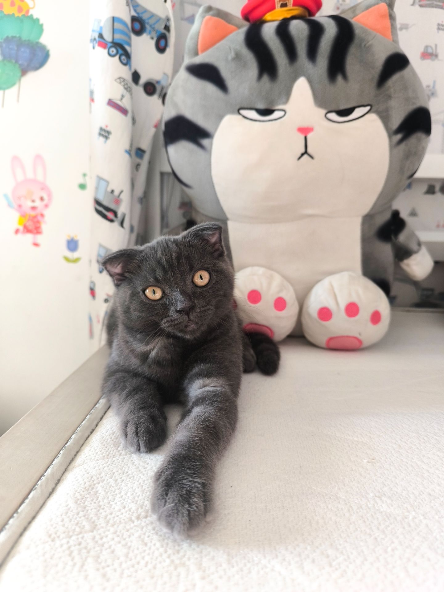 Кошеня шотландець