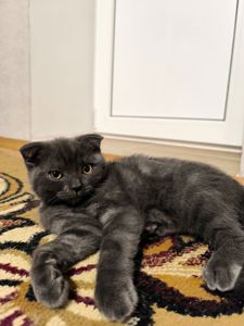 Кошеня шотландець