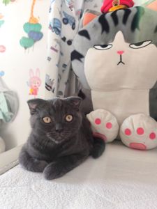 Кошеня шотландець