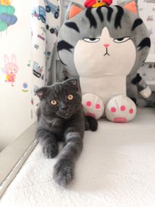 Кошеня шотландець
