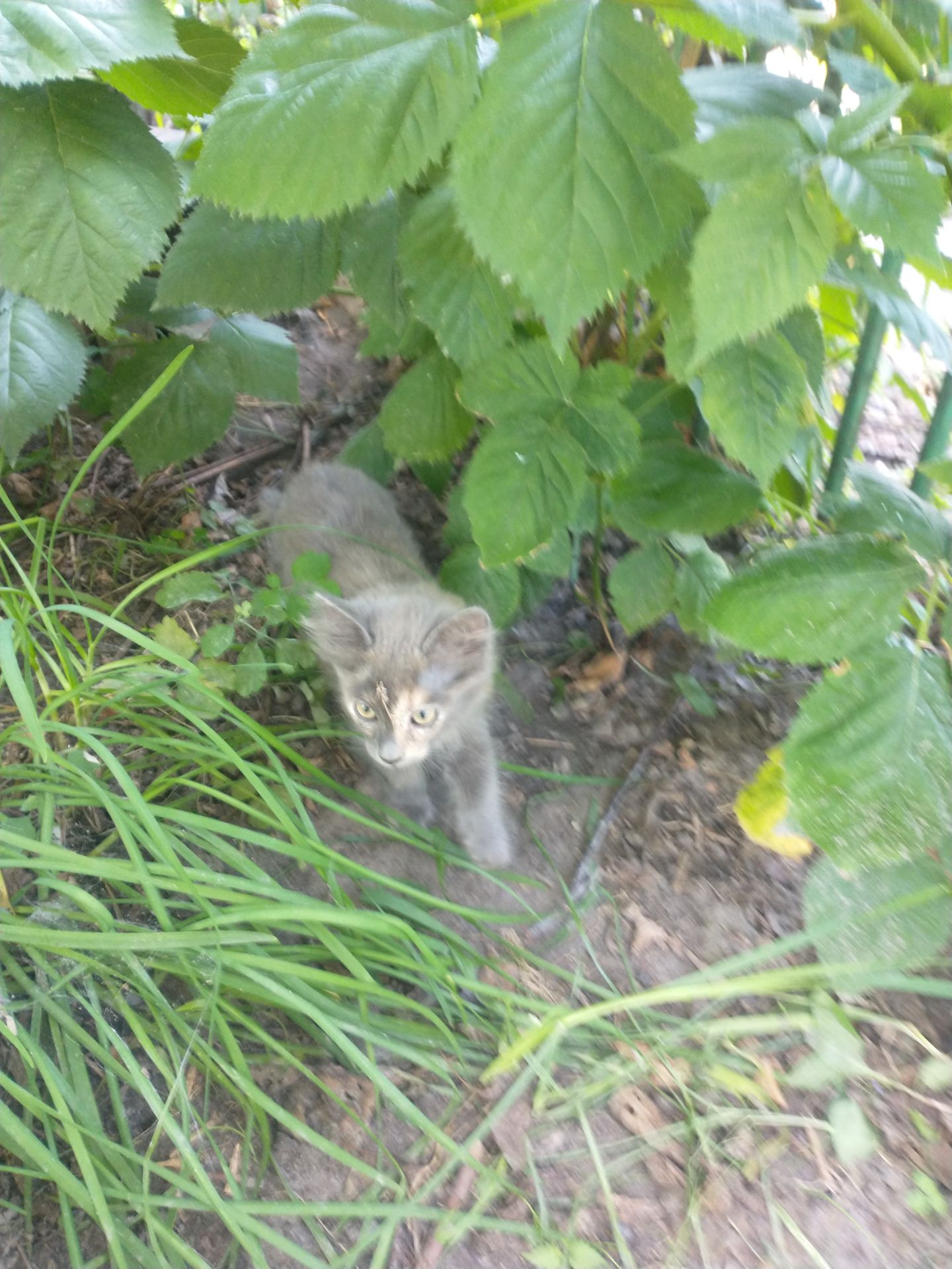 Котики