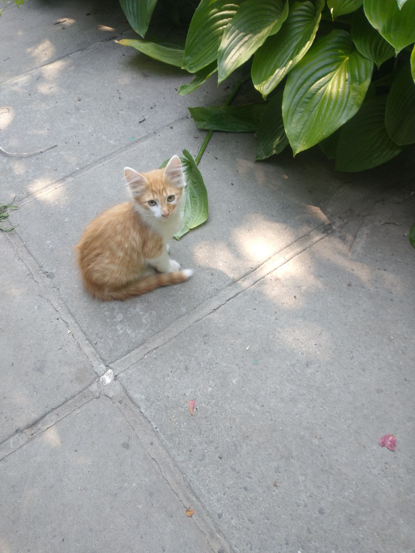 Котики