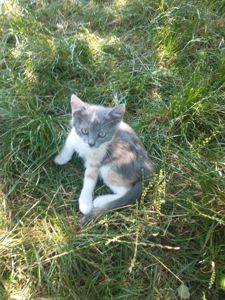 Котики