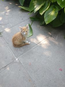 Котики