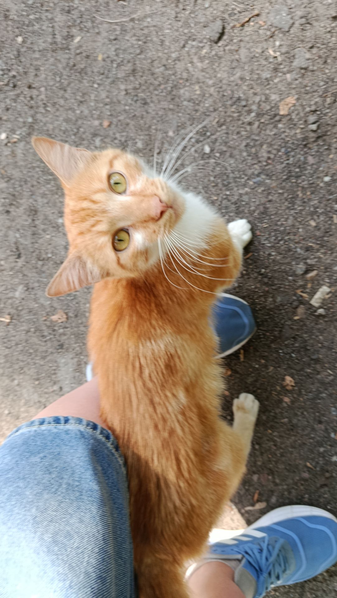 Руденький котик Локі 🧡🐈 врятований з лісу шукає дім, Київ
