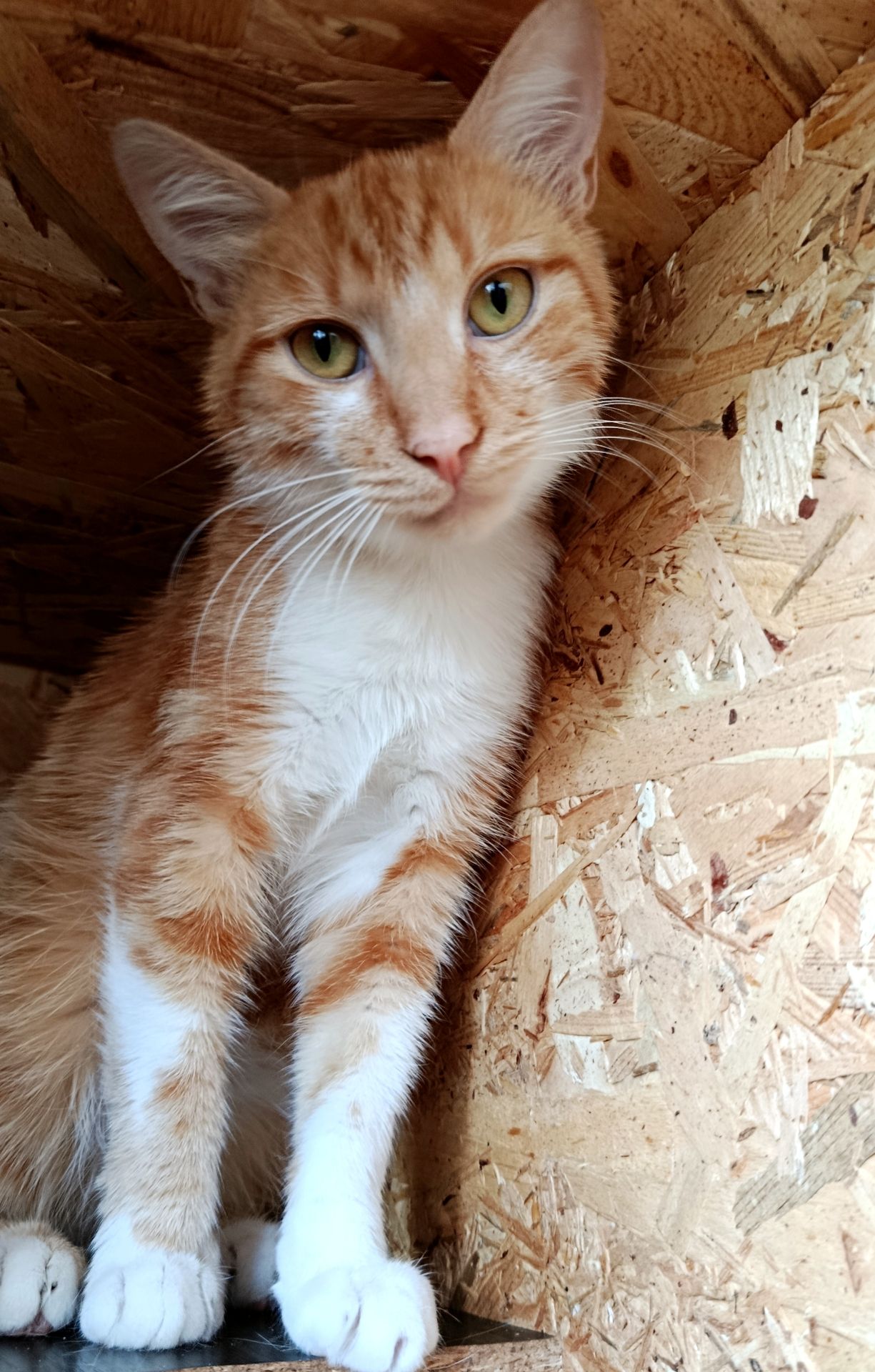 Руденький котик Локі 🧡🐈 врятований з лісу шукає дім, Київ