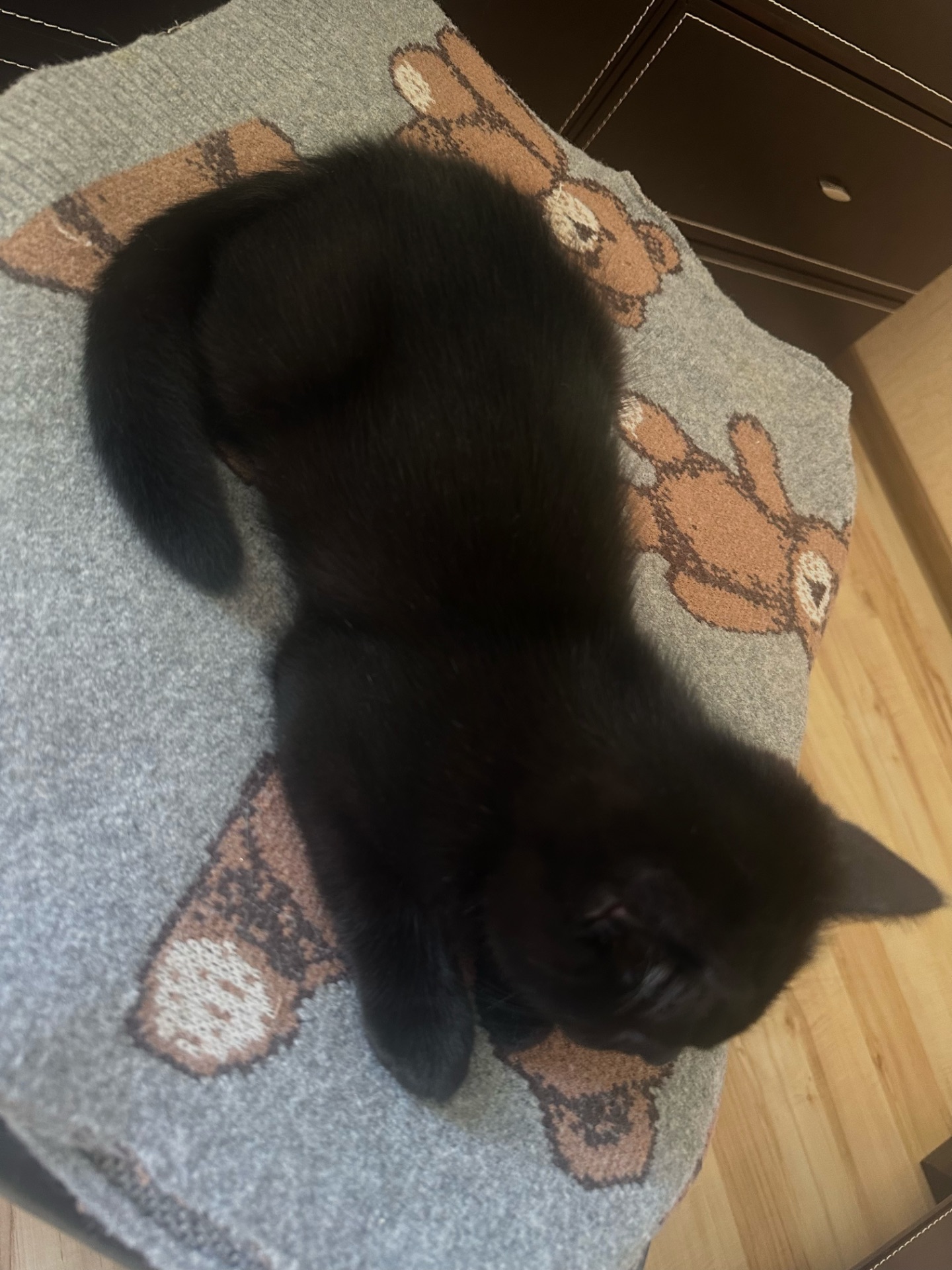 Кошеня шотландська шиншила