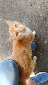 Рудий котик Локі 🧡🐈 шукає родину, вік до 1 року, Київ