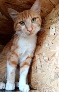 Рудий котик Локі 🧡🐈 шукає родину, вік до 1 року, Київ
