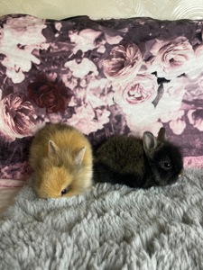 Lionhead 🐰