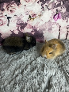 Lionhead 🐰