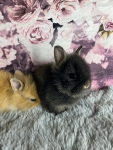 Lionhead 🐰