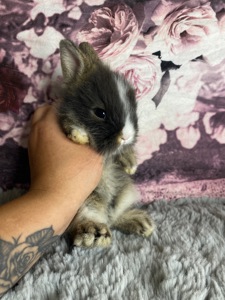 Lionhead 🐰