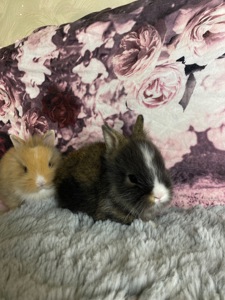 Lionhead 🐰