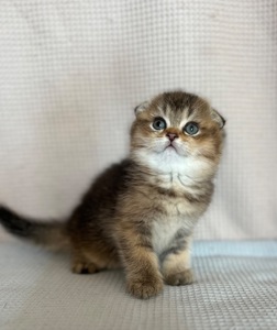 шотландське висловухе кошення Дівчинка Scottish Fold