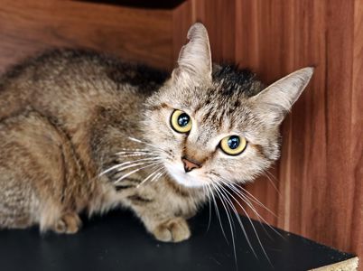 Мілаша