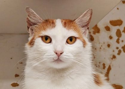 Настя