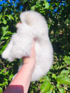Щенки Померанского шпица мини