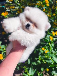 Щенки Померанского шпица мини
